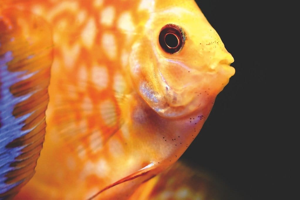 Conseils pour choisir le bon filtre pour votre aquarium
