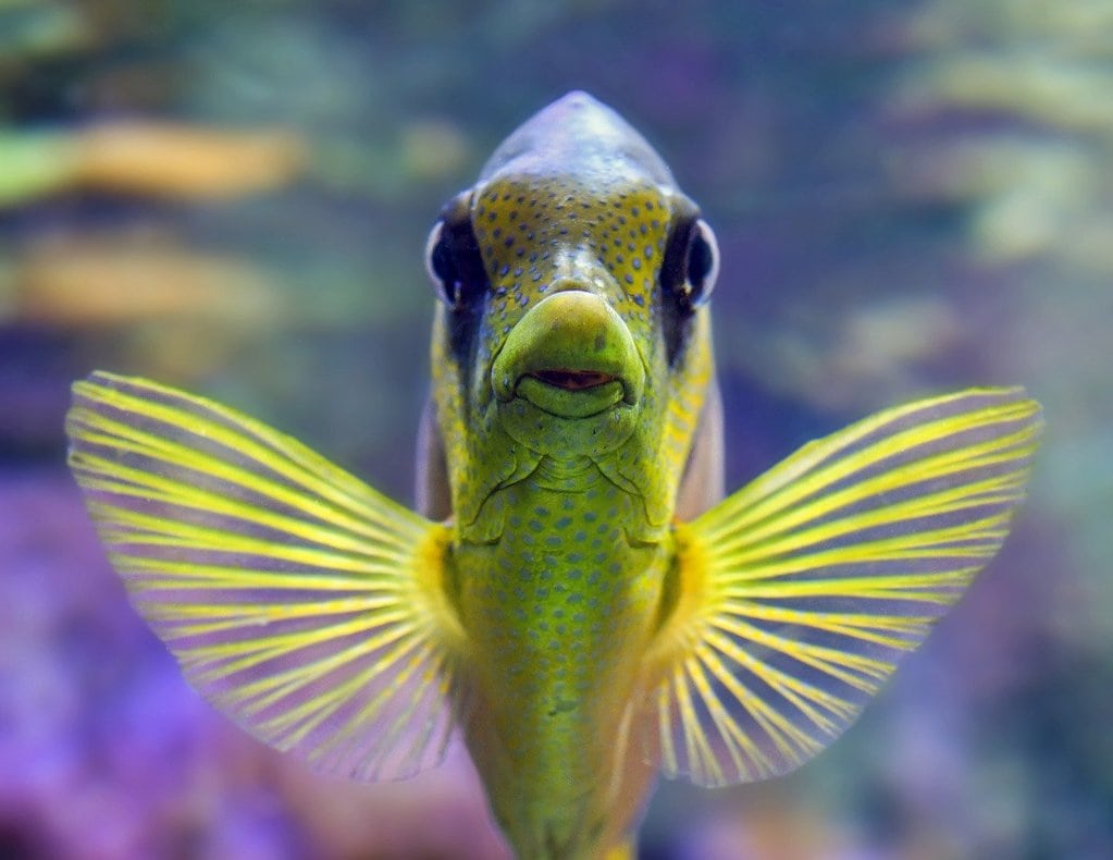 Les alternatives durables pour l'alimentation des poissons en captivité
